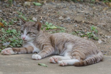 Yerde oturan ve seyir için bir şey küçük kahverengi kedi portresi.