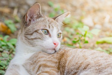 Yerde oturan ve seyir için bir şey küçük kahverengi kedi portresi.