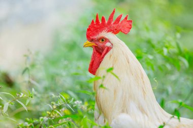 portre beyaz horoz (tavuk) grubundaki'nın bahçesinde kapatın
