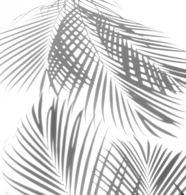 soyut gölgeler palmiye yaprak beyaz bir arka plan üzerinde.