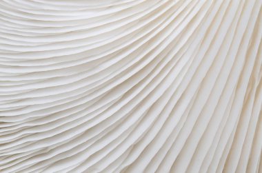 Sajor-caju mantar bitkilerin soyut doğa arka plan makro. Fikir tasarım doku desen kavramı doğal veya duvar kağıdı kullanarak.