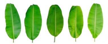 Muz Yaprak üzerinde izole beyaz arka plan, bir clippi dosyası içerir