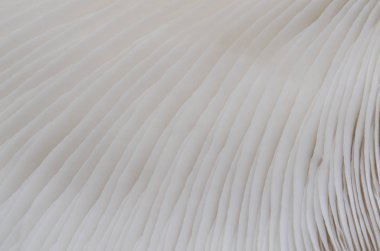 Sajor-caju mantar bitkilerin soyut doğa arka plan makro. Fikir tasarım doku desen kavramı doğal veya duvar kağıdı kullanarak.