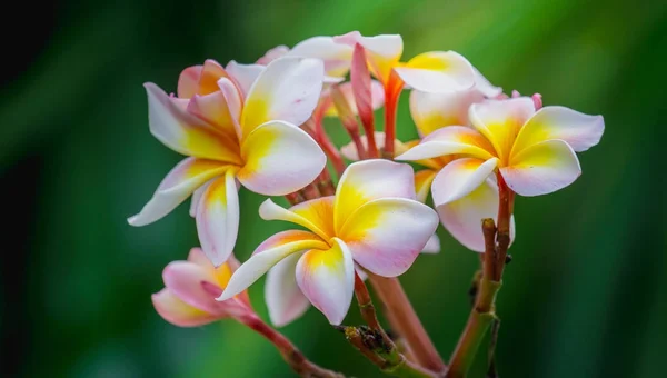 Doğa Arka Plan Üzerinde Güzel Pembe Sarı Plumeria Çiçek Frangipani — Stok fotoğraf