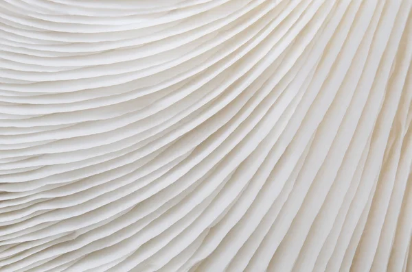 Sajor-caju mantar bitkilerin soyut doğa arka plan makro. Fikir tasarım doku desen kavramı doğal veya duvar kağıdı kullanarak.