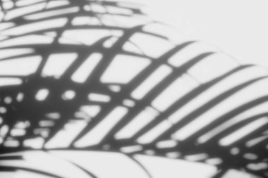 gölgeler palmiye arka plan beyaz bir arka plan üzerinde bırakır. Beyaz ve siyah