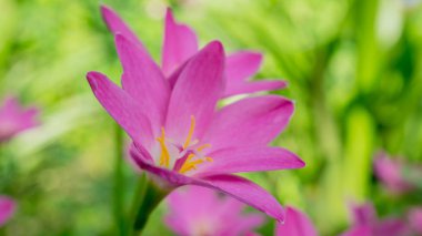 güzel pembe Zephyranthes Lily çiçek, yağmur Lily, peri Lily