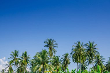 Bahçe gün mavi gökyüzü bulutlu Hindistan cevizi hurma ağaçları