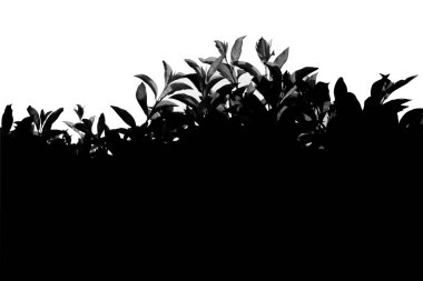 Beyaz arka plan üzerinde ağaç yaprak soyut silüeti. Beyaz ve siyah