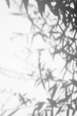 yeşil yaprak ve gölge yaprakları ile beyaz arka plan arka plan.