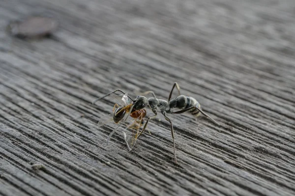 Close Van Zwarte Mier Met Rode Mier Mond Voor Menselijke — Stockfoto