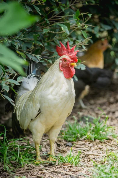 Közelről Egy Természetes Farm Fehér Bantam Csirke Portréja — Stock Fotó