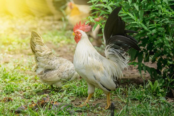 Close up portrait of white bantam chicken in a natural farm — Stock Photo, Image