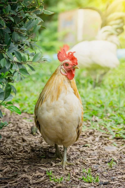 Close Portrait White Bantam Chicken Natural Farm — Stock Photo, Image