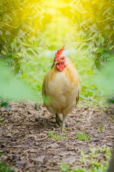 Primer plano retrato de pollo blanco bantam en una granja natural — Foto de Stock