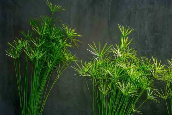Grüne Zierpflanzen Mit Grauem Zementwandhintergrund — Stockfoto