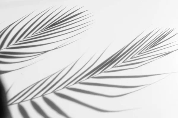 Fundo abstrato de sombras folha de palma em uma parede branca. Branco — Fotografia de Stock