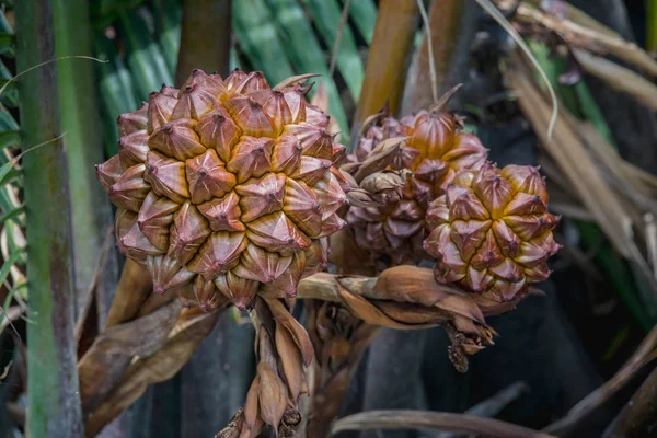 Nypa Fruticans Wurmb Sull Albero Nipa Semi Palma — Foto Stock