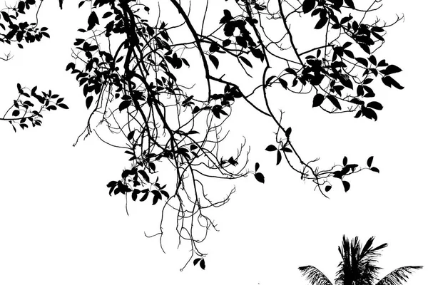 Abstrakte Silhouette Eines Blattes Auf Weißem Hintergrund Weiß Und Schwarz — Stockfoto