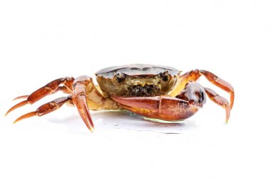 Freshwater Yengeç beyaz zemin üzerine kapatın. Ricefield Yengeç Tayland.