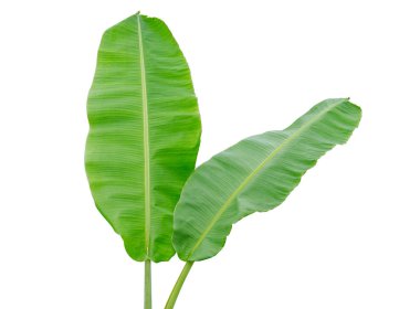 Muz Yaprak ıslak beyaz arka plan üzerinde izole. Dosyada, kırpma yolu.