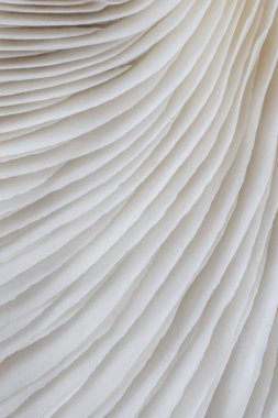 arka plan makro resim Sajor-caju mantar.