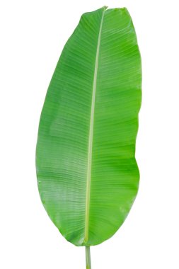 Muz Yaprak üzerinde izole beyaz arka plan, dosyada, kırpma yolu.