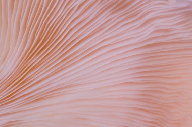 arka plan makro yakın kavak djamor güzel mantar renk pembe doldu