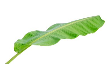 Muz Yaprak üzerinde izole beyaz arka plan, dosyada, kırpma yolu.