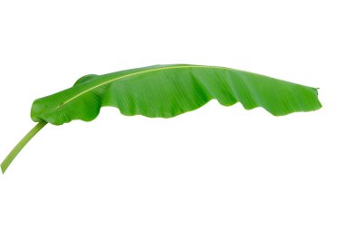 Muz Yaprak üzerinde izole beyaz arka plan, dosyada, kırpma yolu.