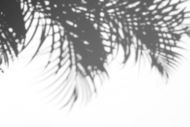 arka plan beyaz bir arka plan üzerinde gölgeler palmiye yaprağı. Beyaz ve siyah