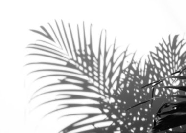 arka plan beyaz bir arka plan üzerinde gölgeler palmiye yaprağı. Beyaz ve siyah