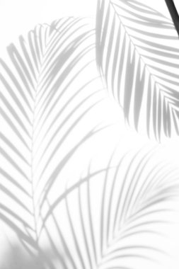 arka plan beyaz bir arka plan üzerinde gölgeler palmiye yaprağı. Beyaz ve siyah