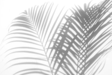 arka plan beyaz bir arka plan üzerinde gölgeler palmiye yaprağı. Beyaz ve siyah