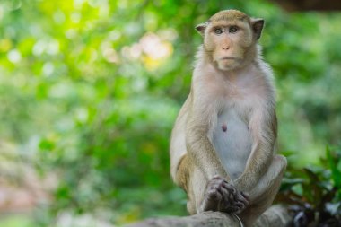 Tayland bir doğal orman maymun yaşıyor.