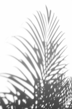 arka plan beyaz bir arka plan üzerinde gölgeler palmiye yaprağı. Beyaz ve siyah