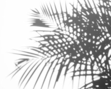 arka plan beyaz bir arka plan üzerinde gölgeler palmiye yaprağı. Beyaz ve siyah