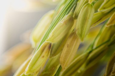 makroyu kapatın çeltik pirinç arka plan