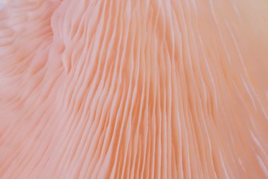 arka plan makro yakın kavak djamor güzel mantar renk pembe doldu