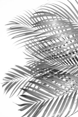 palmiye yaprağı ve gölge beyaz zemin üzerinde. Beyaz ve siyah