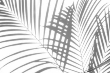 arka plan beyaz bir arka plan üzerinde gölgeler palmiye yaprağı. Beyaz ve siyah