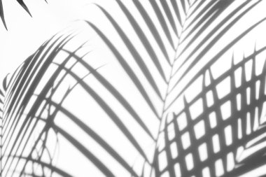 arka plan beyaz bir arka plan üzerinde gölgeler palmiye yaprağı. Beyaz ve siyah