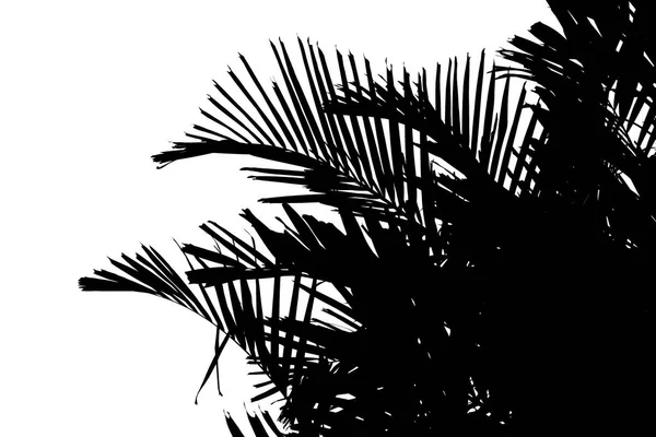 Abstrakte Silhouette Des Palmblattes Auf Weißem Hintergrund — Stockfoto