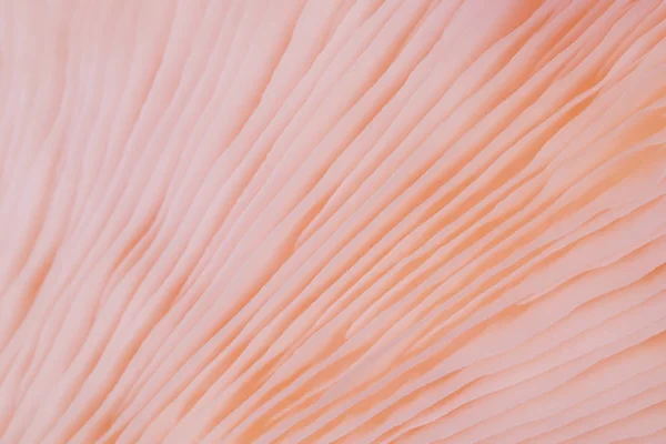 Fundo Abstrato Macro Close Pleurotus Djamor Bonito Cogumelos Cor Rosa — Fotografia de Stock