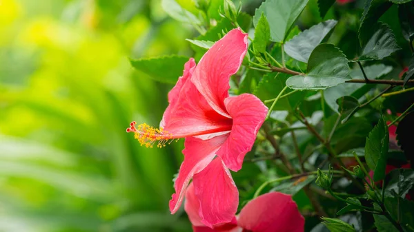 Kırmızı Hibiscus Rosa Sinensis Çiçek Çin Gül — Stok fotoğraf