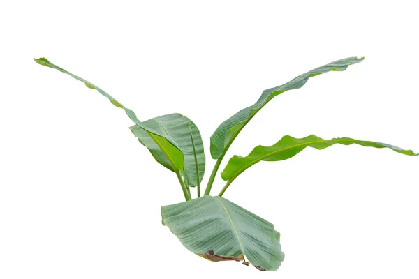 Banana Leaf Ізольовані Білому Тлі Файл Містить Відсічного Контура — стокове фото
