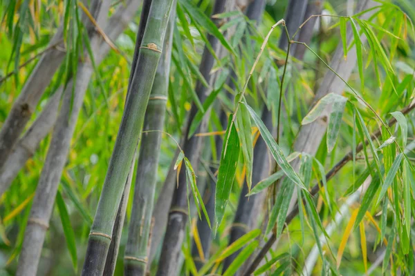yığın siyah bambu seyrek türüdür. Yeşil Bambu arka planda doğa