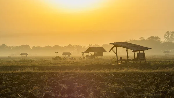 Rizières Asiatiques Cabane Fermiers Hiver Comme Lever Soleil Culture Dans — Photo