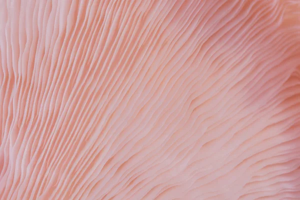 Fundo Abstrato Macro Close Pleurotus Djamor Bonito Cogumelos Cor Rosa — Fotografia de Stock