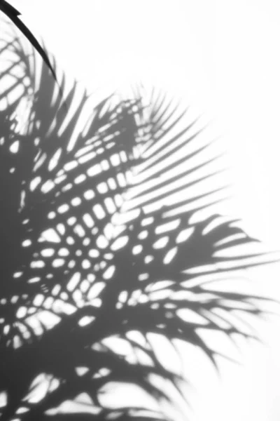 Абстрактний Фон Тіні Palm Leaf Білому Тлі Чорно Біла — стокове фото